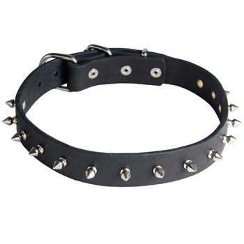 Swiss Mountain Dog Dog Leather Collar Steel Nickel Plates Spikes