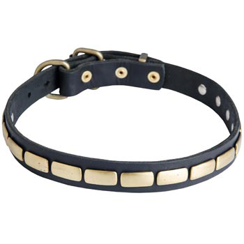 Walking Leather Collar with Brass Decoration for Swiss Mountain Dog