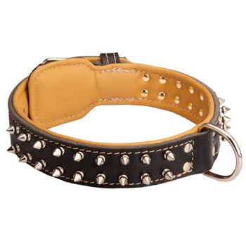 Swiss Mountain Dog Collar Leather Spiked Padded