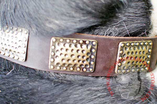 Brass Plates on Stylish Leather Swiss Mountain Dog Collar