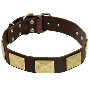 Leather Swiss Mountain Dog Collar with Fashionable Studs