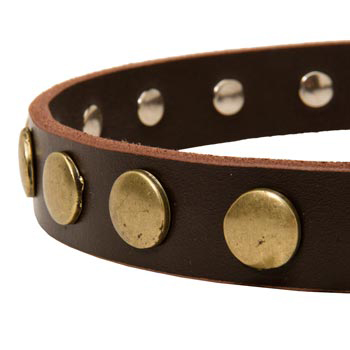 Designer Leather Dog Collar for Walking Swiss Mountain Dog