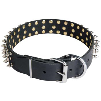 Spiked Buckle Collar for Swiss Mountain Dog