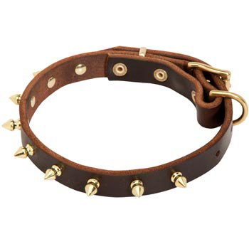 Leather Swiss Mountain Dog Collar with Brass Spikes