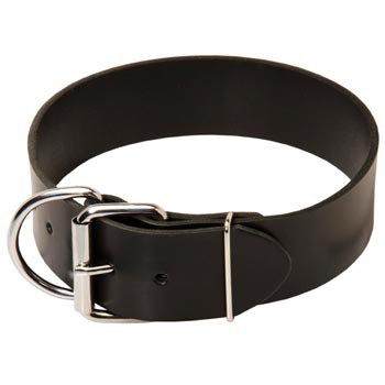 Swiss Mountain Dog Leather Collar of Extra Width