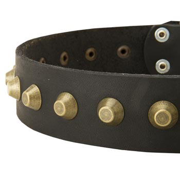 Leather Dog Collar with Brass Pyramids for Swiss Mountain Dog