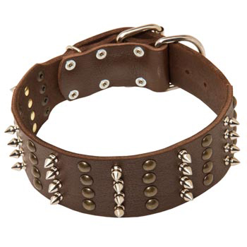 Leather Collar for Swiss Mountain Dog Walking in Style