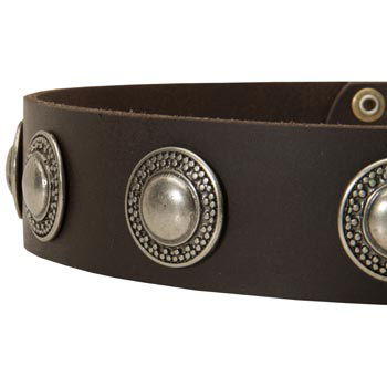 Leather Dog Collar with Conchos for   Swiss Mountain Dog