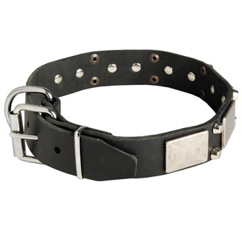Leather Buckle Collar for Swiss Mountain Dog Walking