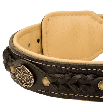  Leather Walking Fashion Collar for Swiss Mountain Dog