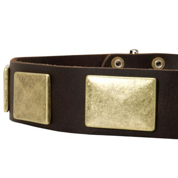 Leather Dog Collar with Massive Brass Plates for Swiss Mountain Dog