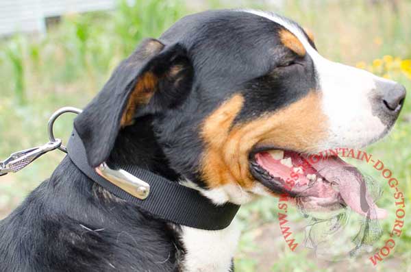 ID Nylon Dog Collar Comfortable for Swiss Mountain Dog