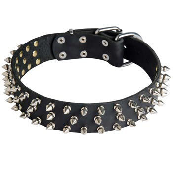 Leather Swiss Mountain Dog Collar with Spikes