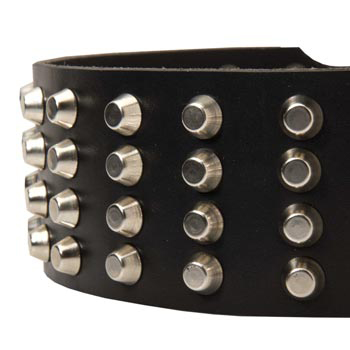 Leather Dog Collar with Studs for   Swiss Mountain Dog