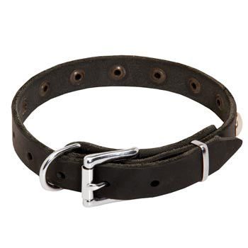 Leather Dog Puppy Collar with Steel Nickel Plated Studs for Swiss Mountain Dog