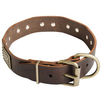 War-Style Leather Collar for Swiss Mountain Dog