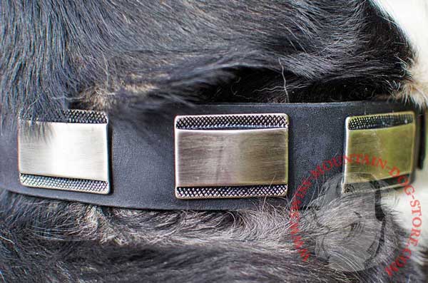 Massive Nickel Plates on Stylish Swiss Mountain Dog Collar