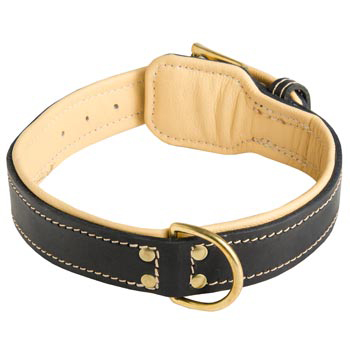Leather Dog Collar Padded for Swiss Mountain Dog Off Leash Training