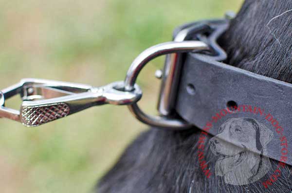 Nickel D-ring for Easy Leash Connection