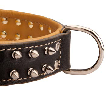 Padded Leather Swiss Mountain Dog Collar Spiked Adjustable for Training