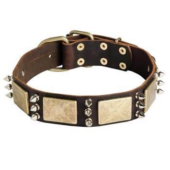 War-Style Leather Dog Collar for Swiss Mountain Dog