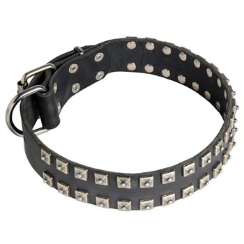 Leather Swiss Mountain Dog Collar Wide Strong Studded
