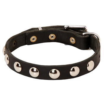 Leather Swiss Mountain Dog Collar Studded for Puppies