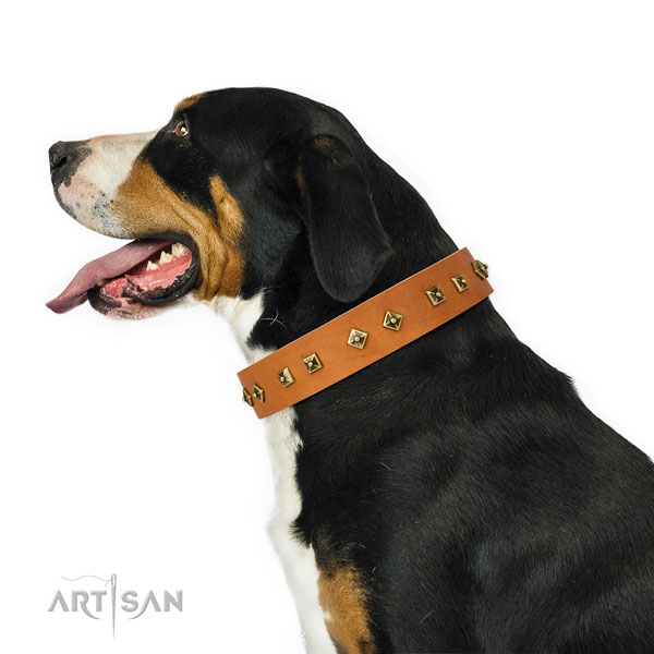 Designer studs on fancy walking dog collar