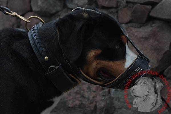 Braided Design Leather Swiss Mountain Dog Collar