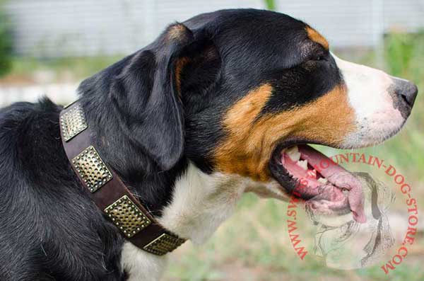 Swiss Mountain Dog Leather Collar for Comfortable Handling and Training