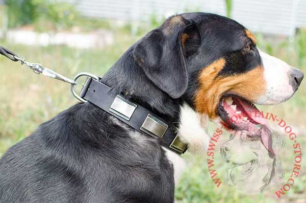Leather Swiss Mountain Dog Collar for Effective Training