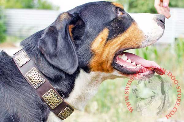 Leather Swiss Mountain Dog Collar with Rust-proof Plates