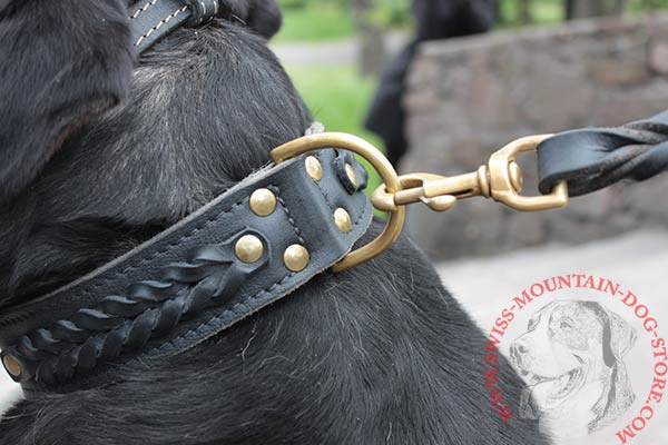 Braided Leather Swiss Mountain Dog Collar with Strong D-Ring