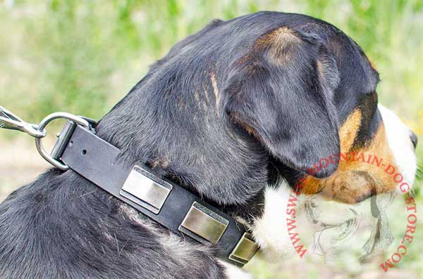 Swiss Mountain Dog Leather Collar with Silver-like Buckle and D-ring