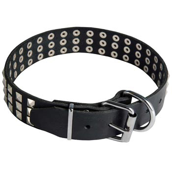 Leather Collar with Pyramids for Swiss Mountain Dog