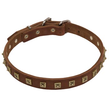 Swiss Mountain Dog Leather Collar For Walking And  Training in Style