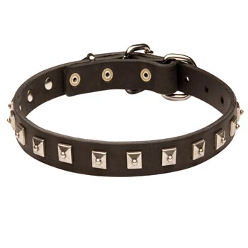 Swiss Mountain Dog Walking   Leather Collar with Studs
