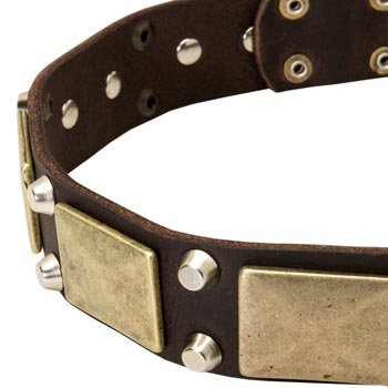 Leather Swiss Mountain Dog Collar with Nickel Studs