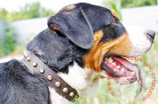 Studded Leather Swiss Mountain Dog Collar Sophisticated Canine Equipment for Walking