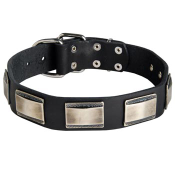 Leather Swiss Mountain Dog Collar with Solid Nickel Plates
