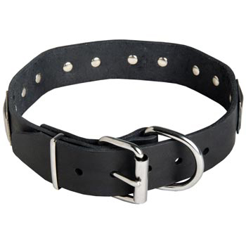 Leather Swiss Mountain Dog Collar with Steel Nickel Plated Buckle and D-ring