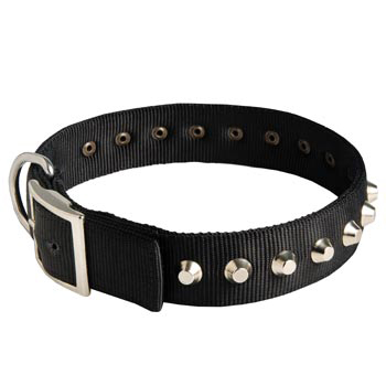Nylon Buckle Dog Collar Wide with Studs for Swiss Mountain Dog