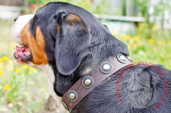 Amazing Handcrafted Dog Collar Leather Decorated for Swiss Mountain Dog