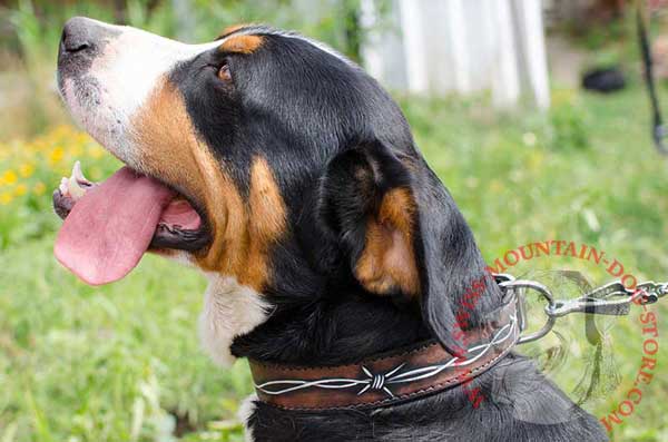 Swiss Mountain Dog Collar Leather with Stylish Painting