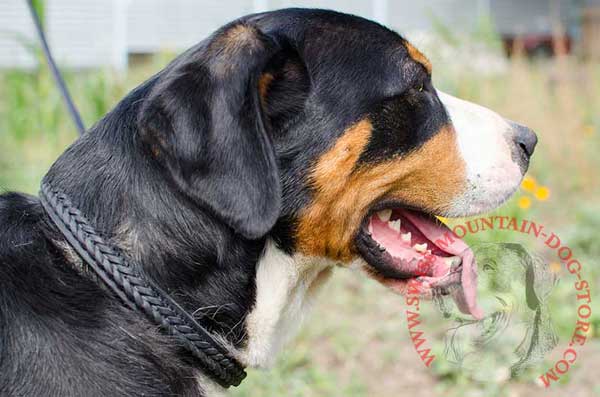 Braided Leather Swiss Mountain Dog Collar for Training and Walking