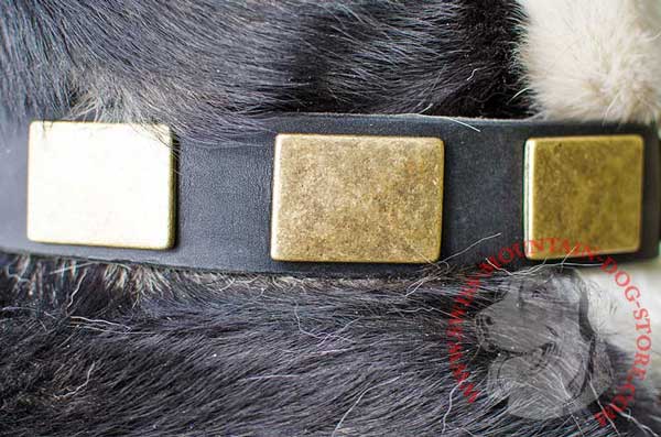 Awesome Brass Plates Massive on Leather Dog Collar
