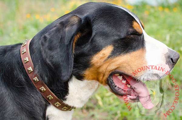 Swiss Mountain Dog Collar Handcrafted of Leather with Studs 