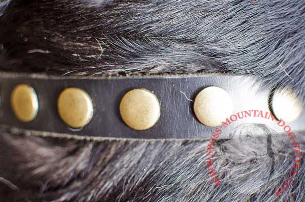Nice Looking Brass Studs On Leather Dog Collar
