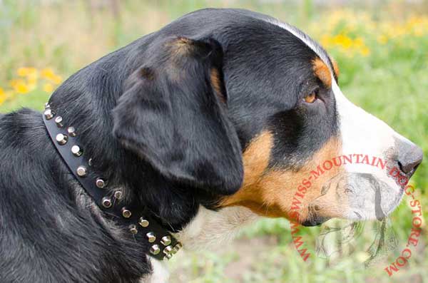 Leather Swiss Mountain Dog Collar Decorated with Stylish Cones