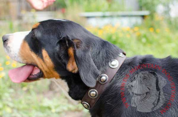 Designer Swiss Mountain Dog Collar Adorned with Circles